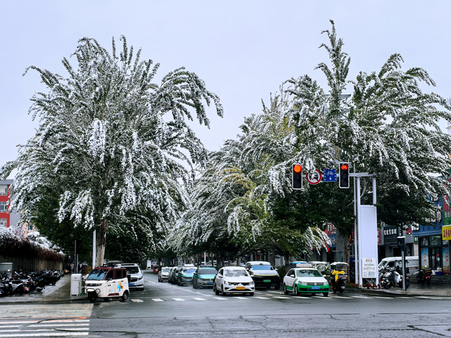 白城初雪为城市街道的树木披上银装，车辆在雪后景致里有序穿行。
