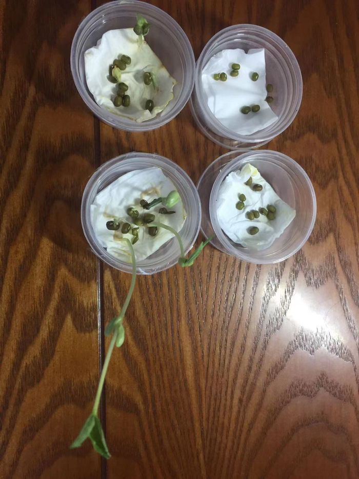 萱同学种植的豆芽。受访者供图