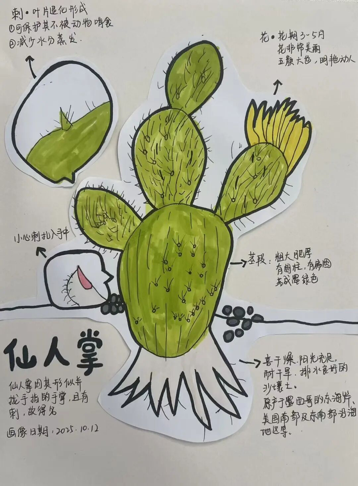 水培植物失败后，孩子在家长帮助下画了仙人掌。受访者供图