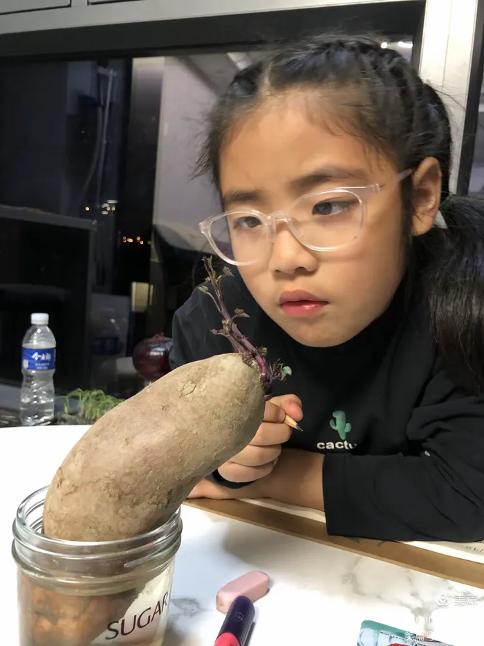 孙同学认真观察红薯发芽。受访者供图