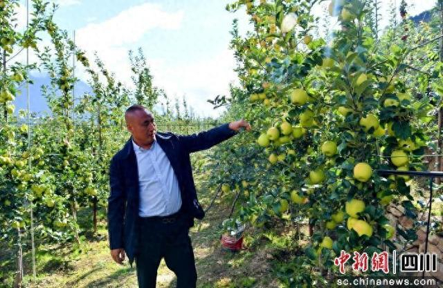 张明清在村民种植园查看苹果长势。汶川县委宣传部 供图