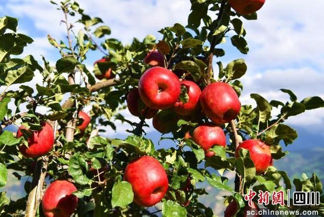 苹果长势喜人。汶川县委宣传部 供图