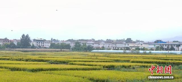 稻蟹共作模式不仅带来了直接经济收益，更显著改善了田间水质，增加了土壤有机质含量。 崔莉霞 摄