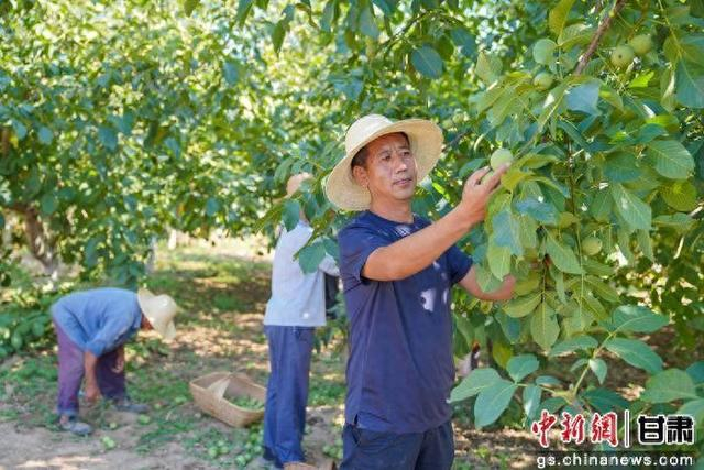 群众采摘成熟的核桃。 陈争强 摄