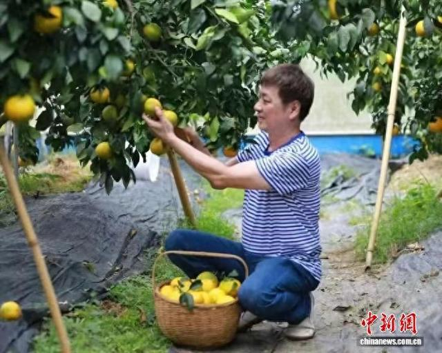 图为农户采摘“红美人”柑橘。 胡东和 摄