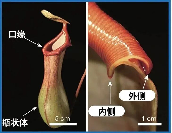 猪笼草吃东西太丝滑了!把它做成不挂壁的马桶怎么样?__财经头条__新浪财经