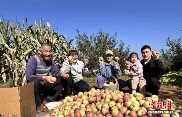 金秋时节，硕果飘香，山西晋城高平市的苹果园热闹非凡。 杨坤烨 摄