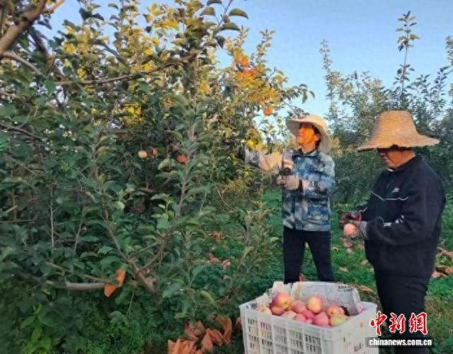 红彤彤的苹果压弯枝头，果农们手持剪刀，熟练地将苹果摘下。 李城 摄