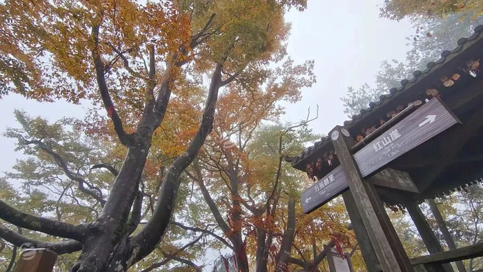图据巴中文旅