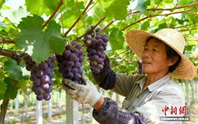 图为村民采摘水果。杨坚 摄