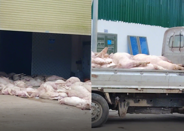 广东罗定市一食品企业堆放了大量死猪。网友供图