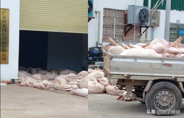 广东一肉联食品企业堆放大量死猪。网友供图