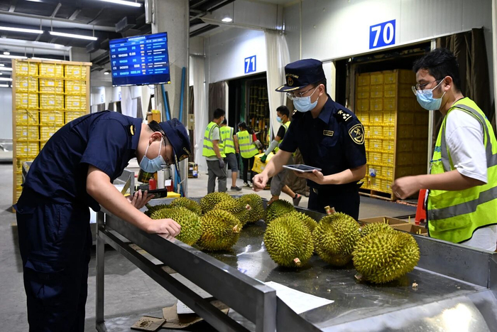 在广西凭祥友谊关口岸，海关工作人员对进口的榴莲进行查验 曹祎铭 摄