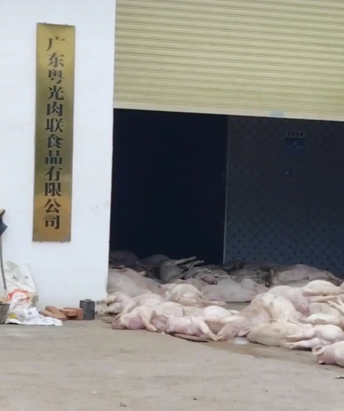肉联公司门口堆放死猪