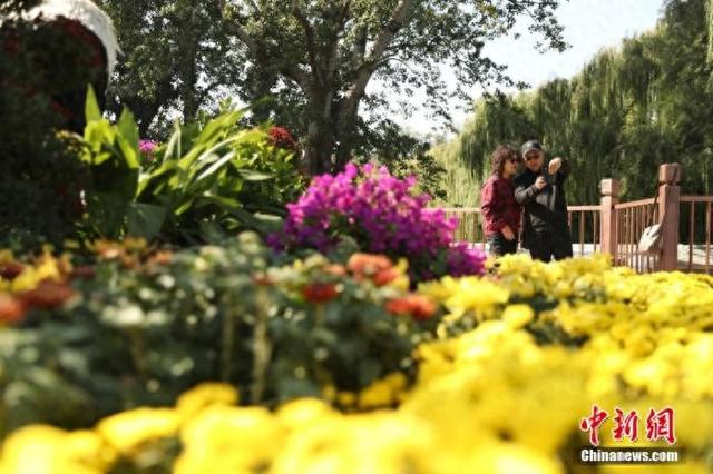 资料图：中国传统节日重阳节，游人在北京北海公园观赏菊花。中新社记者 王紫儒 摄