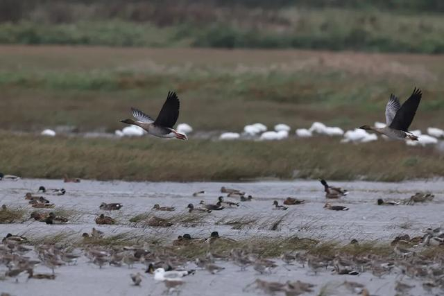 从视觉符号解析服务行业的标准化演进
