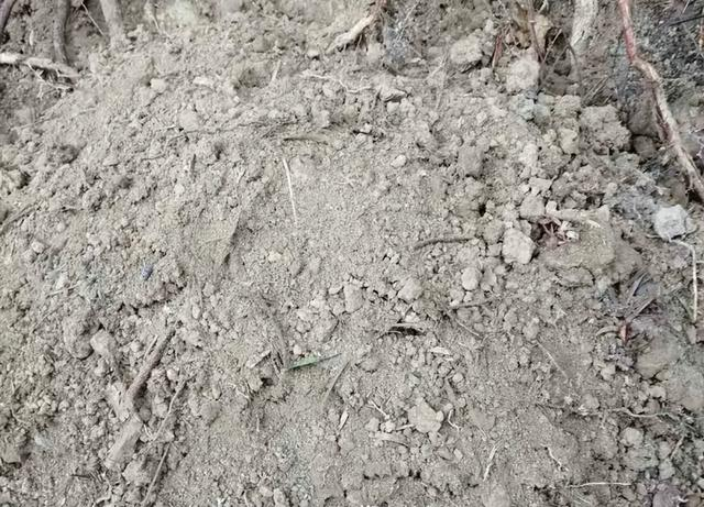潘先生在山上挖的土。受访者供图
