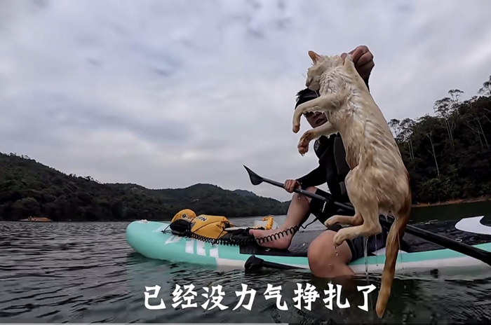 ▲路人划桨板救援 视频截图