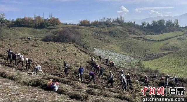 图为贵清山镇群众采挖中药材。