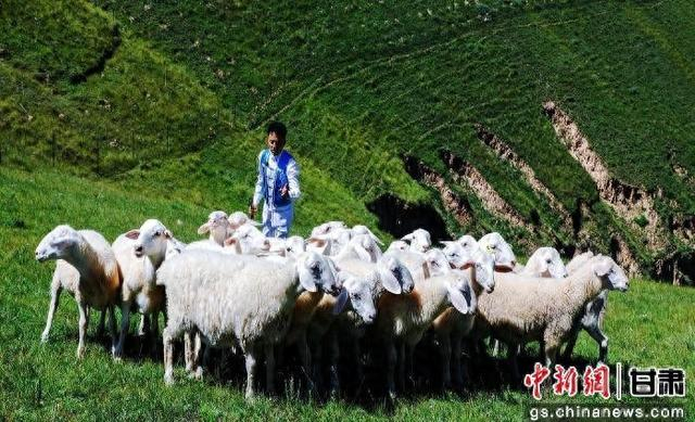 东乡的牧羊人，在纵横交错的沟壑间赶着羊群缓缓前行。（资料图）东乡县委宣传部宫图