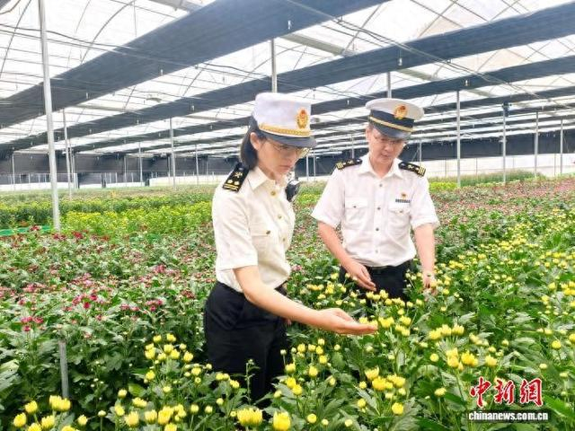 海关关员在云南文山鲜切花种植基地开展日常监管 。周家萍 摄