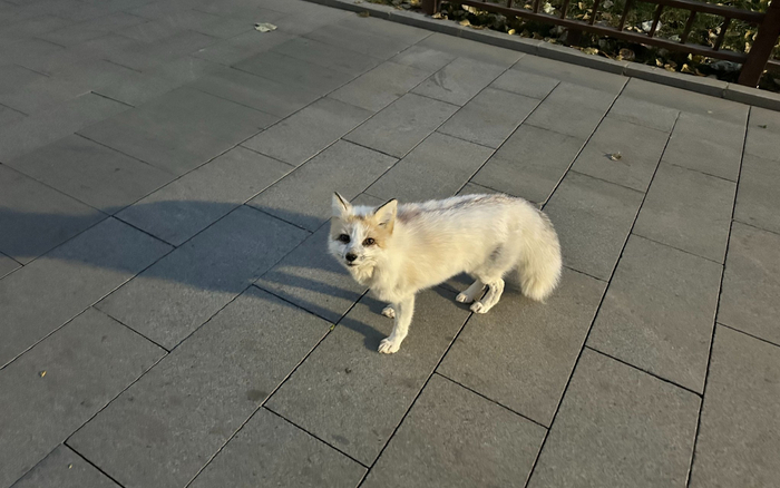 市民在通州大运河森林公园偶遇白狐。受访者供图