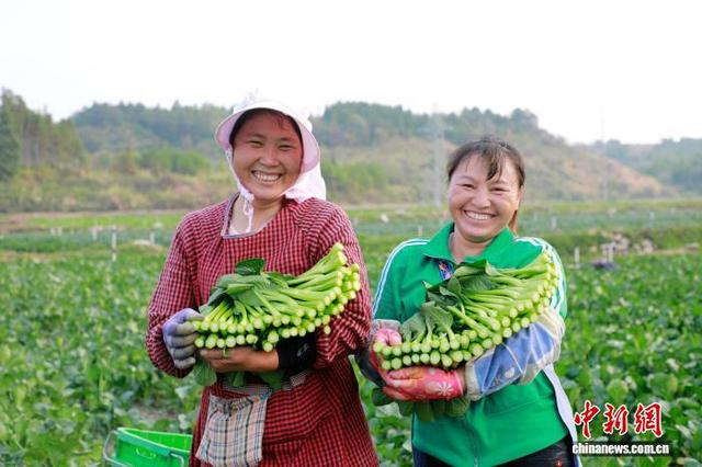 新田县东升农场，村民在展示刚采收的菜心。钟伟锋 摄