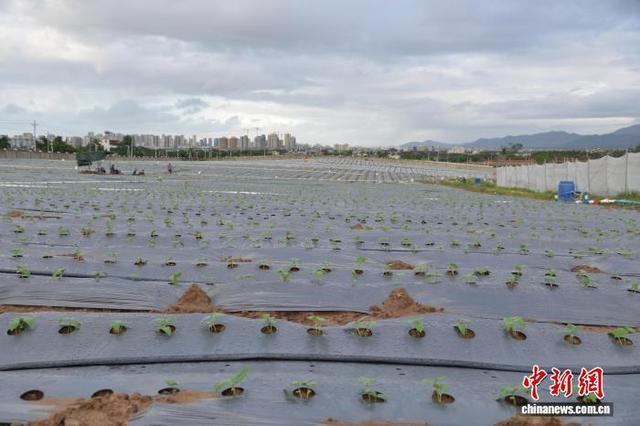 11月7日，海南三亚崖州区，豇豆苗刚刚破土而出。张月和 摄