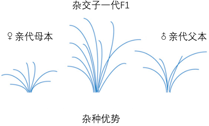间谍在我国非法搜集亲本种子,后果有多严重?|杂交水稻|水稻|境外间谍|国家安全部|间谍|亲本|杂交|植株|杂种|授粉|品系|科学家_新浪新闻