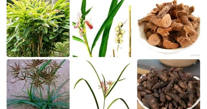 良附丸治老胃病，即服即效