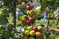 咖啡豆涨价创历史新高：咖农欢呼，咖啡店苦撑降成本