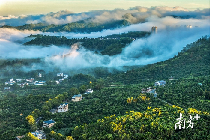 全国每五个柚子,就有一个产自广东梅州|梅州市|广东省|福村|南福村|金柚_新浪新闻