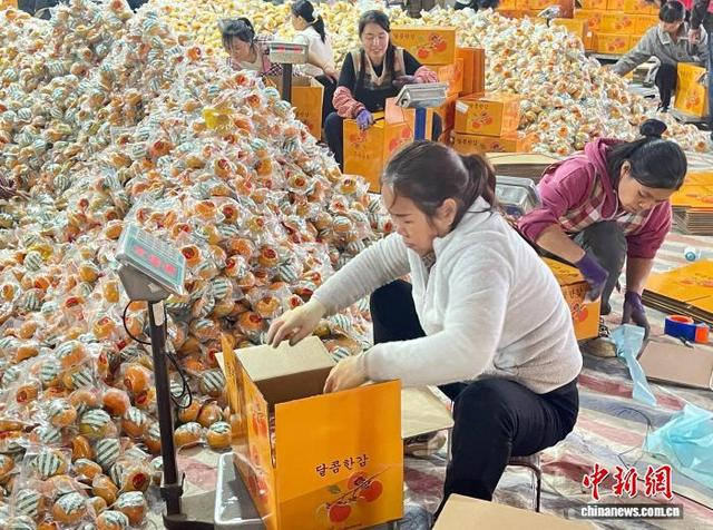 图为广西桂林市恭城瑶族自治县黄竹岗村的村民正在打包柿子发往全国各地。何茜 摄
