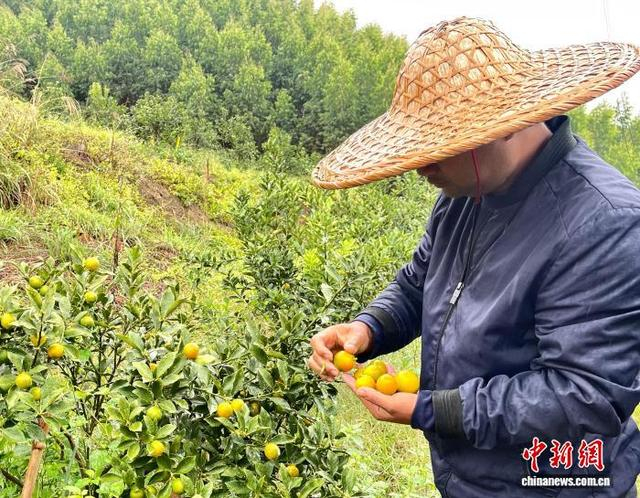 图为广西桂林市临桂区马蹄桥村的村民正在采摘脆蜜金桔。何茜 摄