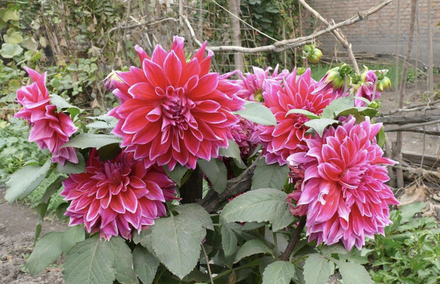 植物大丽花 图片来源：百度百科