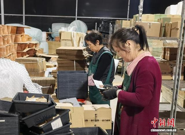 图为11月11日，位于浙江省海宁市桃园村的塔莎园艺，当地村民为电商售卖产品打包装箱。王逸飞 摄