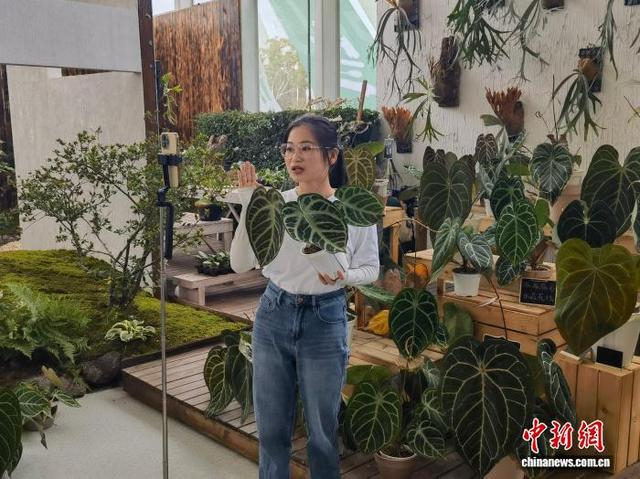 图为11月11日，在浙江省桐乡市崇福镇的崇福农创园，一名农创客通过手机直播售卖绿植。王逸飞 摄