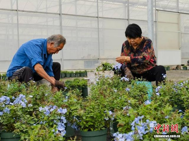 图为11月11日，位于浙江省海宁市桃园村的塔莎园艺，两位村民在整理花卉大棚内的花卉，这些花卉主要用于电商销售。王逸飞 摄