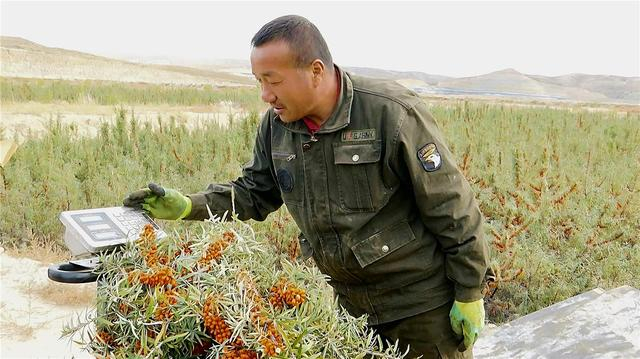 给沙棘称重。孙云霞 摄