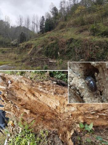 乌当区新场镇一朽木中的幼虫