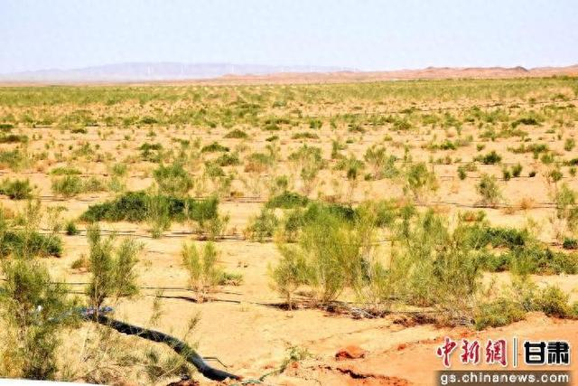图为合黎镇八坝滩借力“中水”栽植的梭梭。高台县委宣传部供图