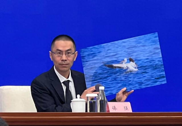 四川省生态环境监测总站高级工程师俸强展示 卷羽鹈鹕（陈静 摄）