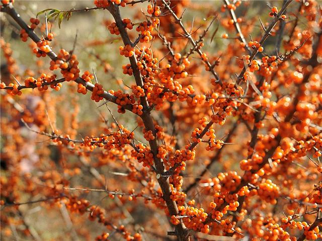 2024年，东胜区沙棘产业总产值近7000万元。孙云霞 摄