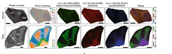 （来源：Nature）