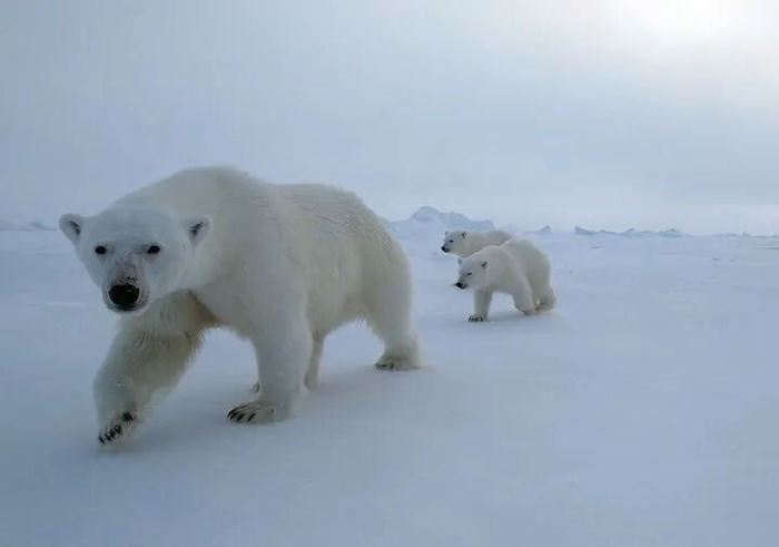 北冰洋高纬度地区的北极熊一家三口（2025年8月31日摄）。