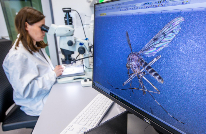 全球“无蚊净土”沦陷，跟气候变化有多大关系？