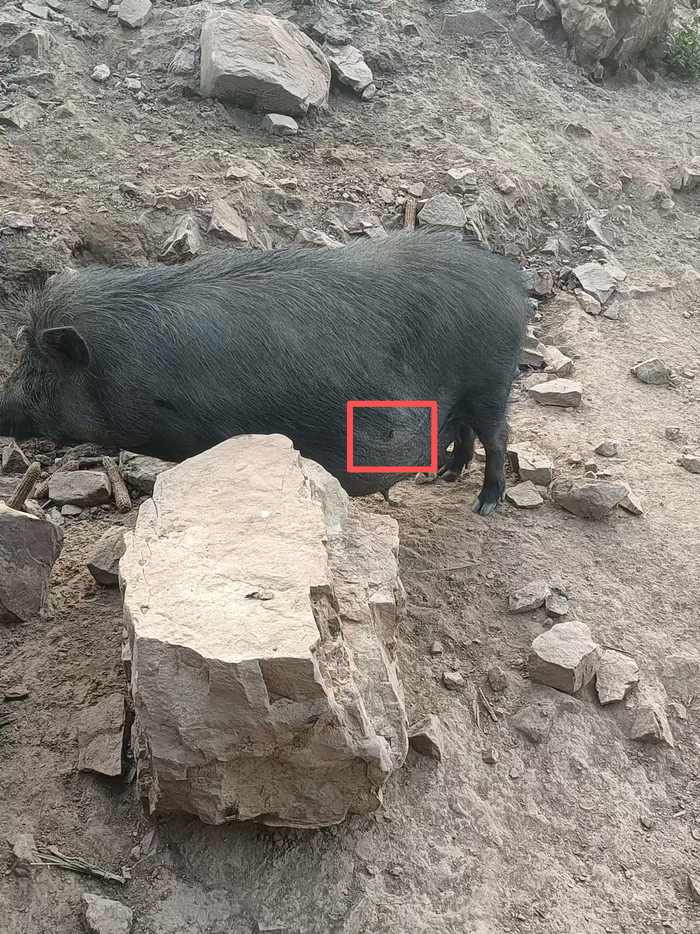 王振明养的猪身上，有明显被尖锐物体刺伤的伤口。受访者供图