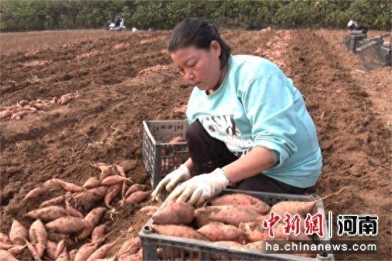 图为靳丽真在将红薯整理入筐。