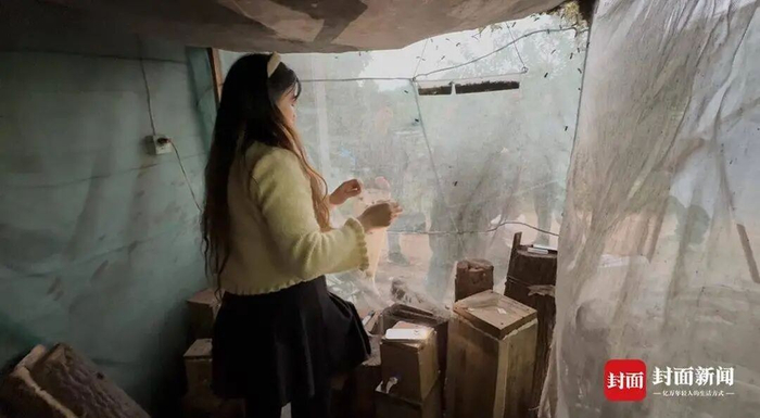 工作人员徒手分离虎头蜂。 