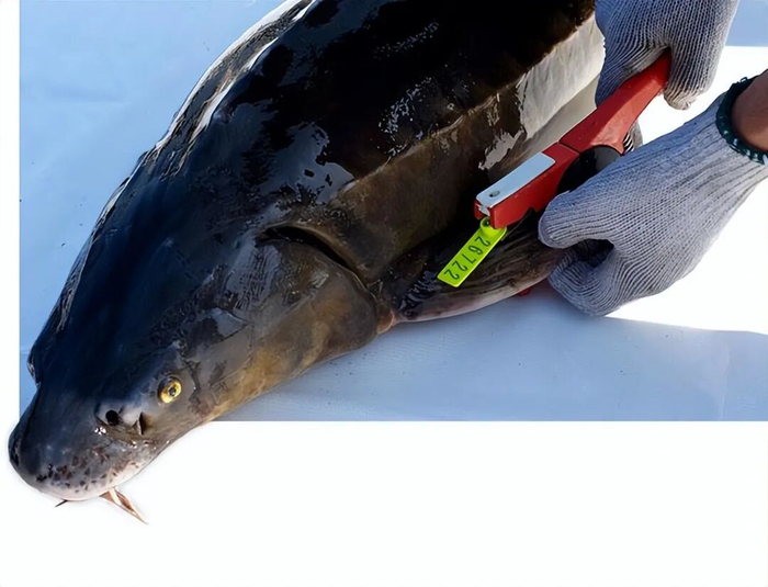 图源：鲟龙科技官网